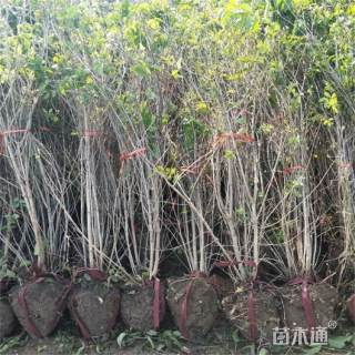 高度300厘米丛生金银木