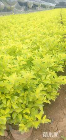 高度20厘米连翘