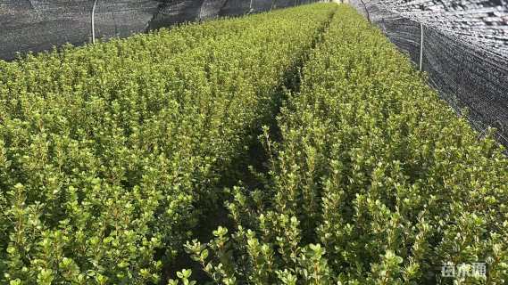 高度20厘米夏鹃