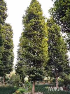 30公分金丝楠木