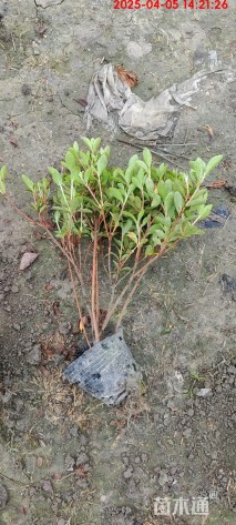 高度20厘米夏鹃小苗