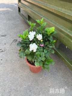 高度21厘米扶桑