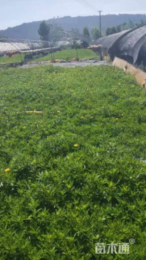 高度25厘米木春菊