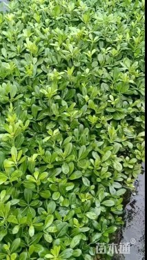 高度30厘米海桐