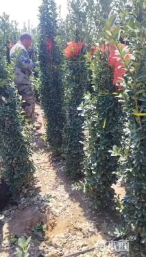 高度180厘米黄杨