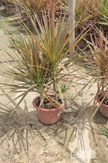 高度25厘米七彩马尾铁