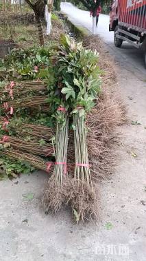 高度80厘米枫香小苗