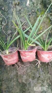 高度20厘米百子莲