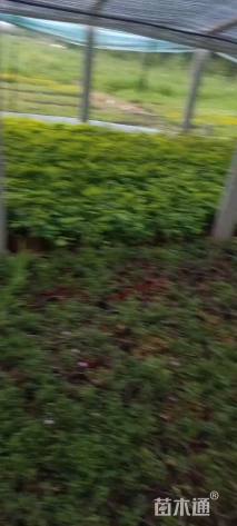 高度25厘米火焰南天竹