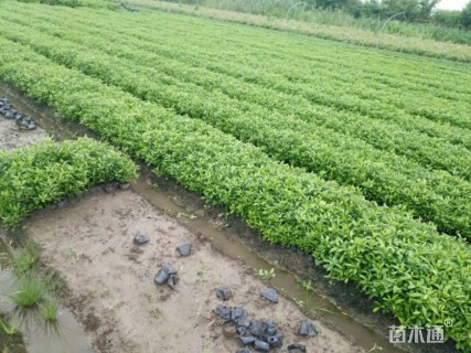 高度15厘米小叶栀子小苗