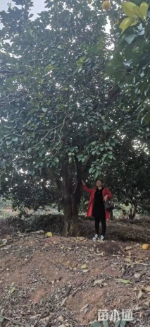 40公分柚子树