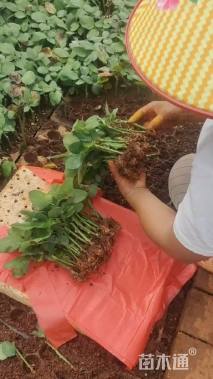 高度12厘米品种月季