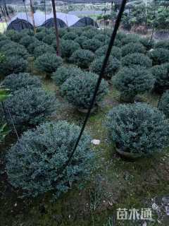 冠幅60厘米龟甲冬青球