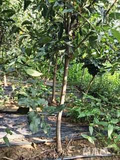 高度3000厘米鸡心果