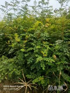 高度80厘米黄刺玫