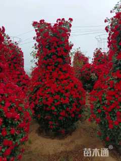 高度400厘米月季花球