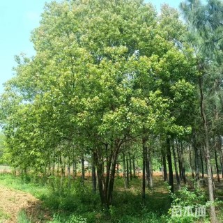 30公分(3杆)丛生香樟