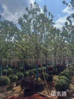 15公分香樟