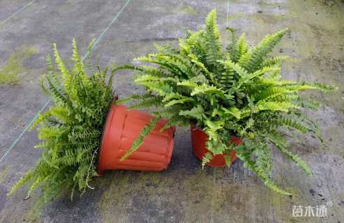 高度30厘米波斯顿蕨