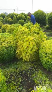 冠幅150厘米金冠女贞球