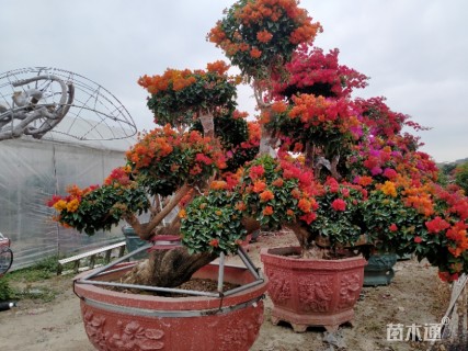 高度18厘米三角梅