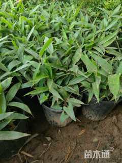 容器苗阔叶箬竹