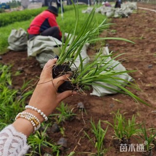 高度28厘米沿阶草