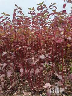 高度100厘米红瑞木