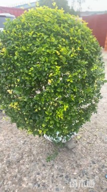 高度200厘米变色女贞