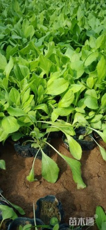 高度15厘米黑心菊