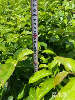 0.6公分红花天料木