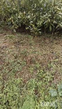 高度80厘米柑橘