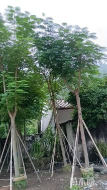 12公分凤凰木