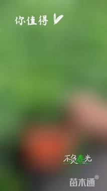 高度15厘米福禄考