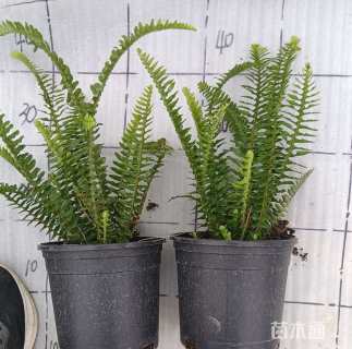 高度35厘米肾蕨