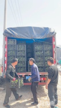 高度30厘米芝樱