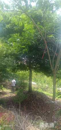25公分桂花