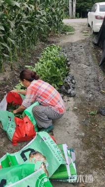 高度40厘米洒金珊瑚