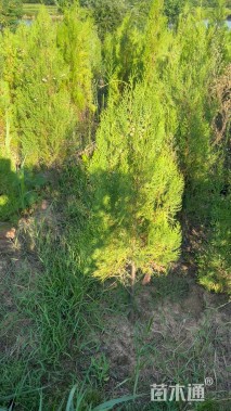 高度160厘米侧柏
