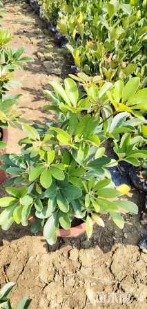 高度25厘米鹅掌柴