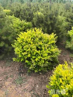 冠幅80厘米金森女贞球