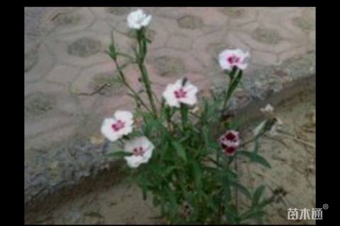 高度10厘米五彩石竹