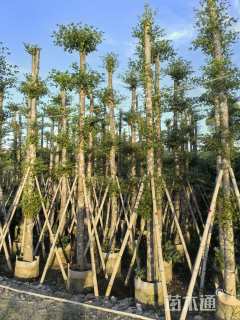 10公分小叶榄仁