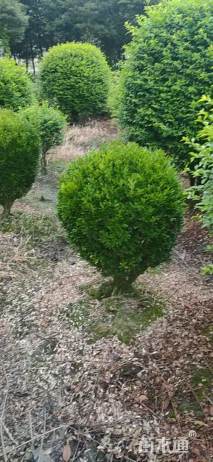 冠幅120厘米瓜子黄杨球