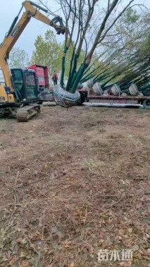 120公分(5杆)丛生乌桕