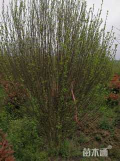 高度200厘米木槿