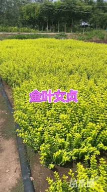 高度40厘米金叶女贞