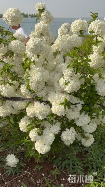 高度80厘米中华木绣球