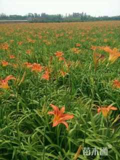 高度30厘米萱草