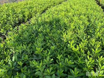 高度20厘米杜鹃